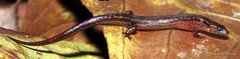 Tytthoscincus temasekensis•&copy; Noel Thomas•All Rights Reserved