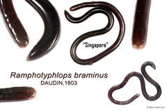 Indotyphlops braminus•&copy; Mary-Ruth Low•All Rights Reserved