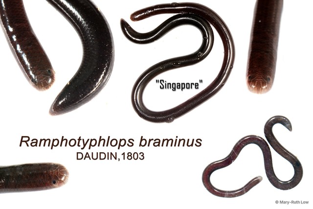 Indotyphlops braminus•&copy; Mary-Ruth Low•All Rights Reserved