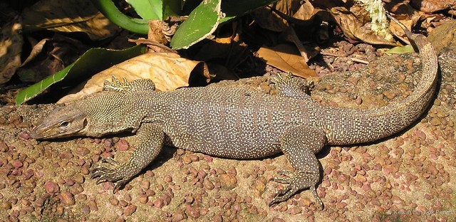 Varanus (Empagusia) nebulosus•&copy; Kelvin Lim Kok Peng•All Rights Reserved