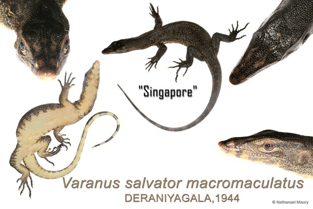 Varanus (Soterosaurus) salvator•&copy; Nathanael Maury•All Rights Reserved