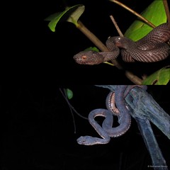 Trimeresurus purpureomaculatus•&copy; Nathanael Maury•All Rights Reserved