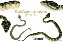 Tropidolaemus wagleri•&copy; Mary-Ruth Low•All Rights Reserved
