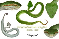 Tropidolaemus wagleri•&copy; Kenneth Chin•All Rights Reserved