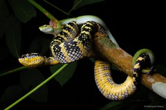 Tropidolaemus wagleri•&copy; Nathanael Maury•All Rights Reserved