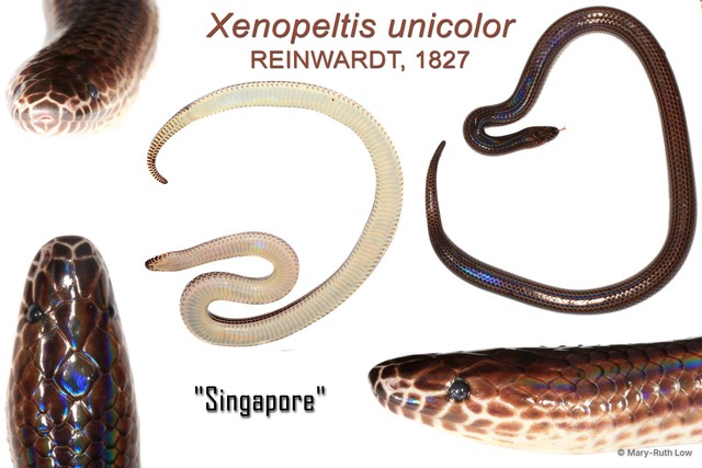 Xenopeltis unicolor•&copy; Mary-Ruth Low•All Rights Reserved