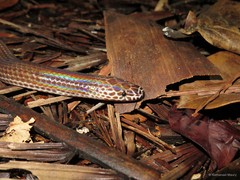 Xenopeltis unicolor•&copy; Nathanael Maury•All Rights Reserved