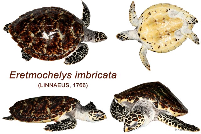 Eretmochelys imbricata•&copy; Nathanael Maury•All Rights Reserved