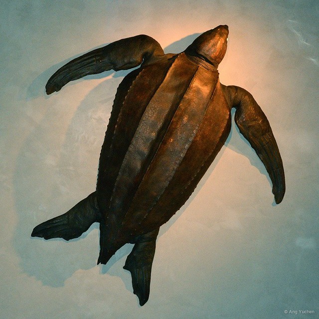 Dermochelys coriacea•&copy; Ang Yuchen•All Rights Reserved