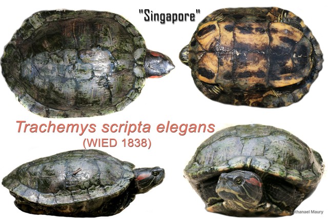 Trachemys scripta elegans•&copy; Nathanael Maury•All Rights Reserved