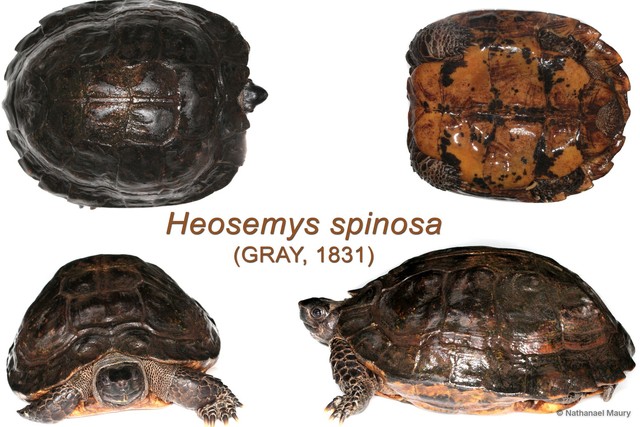 Heosemys spinosa•&copy; Nathanael Maury•All Rights Reserved
