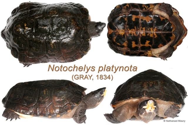 Notochelys platynota•&copy; Nathanael Maury•All Rights Reserved