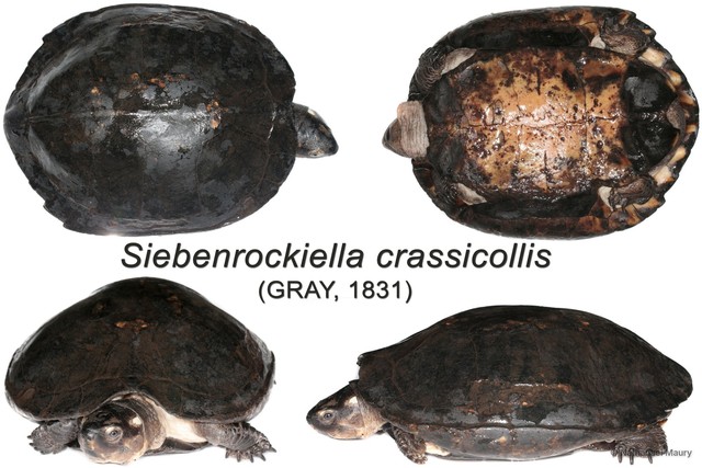Siebenrockiella crassicollis•&copy; Nathanael Maury•All Rights Reserved