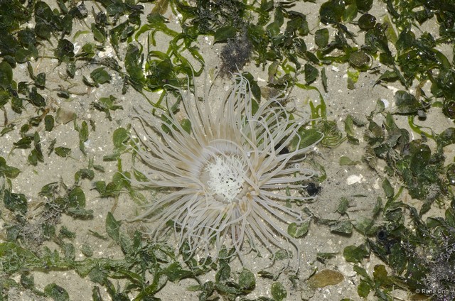 Ceriantharia sp. "02"•&copy; Rene Ong•All Rights Reserved