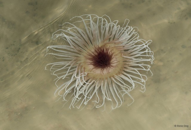 Ceriantharia sp. "04"•&copy; Rene Ong•All Rights Reserved