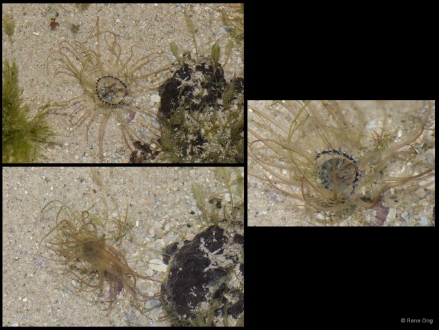 Ceriantharia sp. "10"•&copy; Rene Ong•All Rights Reserved