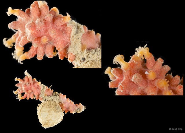 Octocorallia sp. "Coral"•&copy; Rene Ong•All Rights Reserved