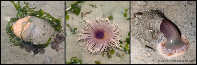 Ceriantharia sp. "e69c0c79"•&copy; Ria Tan•All Rights Reserved