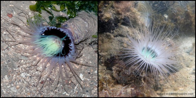 Ceriantharia sp. "e69c0c7f"•&copy; Ria Tan•All Rights Reserved