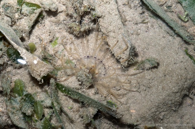 Ceriantharia sp. "e69c0c82"•&copy; Ria Tan•All Rights Reserved