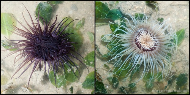 Ceriantharia sp. "e69c0c85"•&copy; Ria Tan•All Rights Reserved