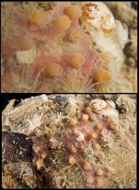 Octocorallia sp. "Encrusting coral"•&copy; Rene Ong•All Rights Reserved