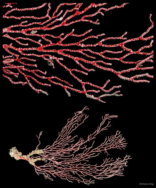 Octocorallia sp. "Sea fan 1"•&copy; Rene Ong•All Rights Reserved