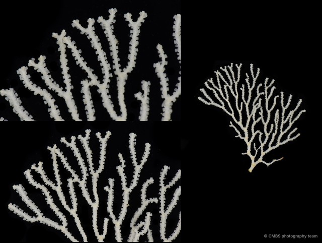 Octocorallia sp. "Sea fan 10"•&copy; CMBS photography team•All Rights Reserved