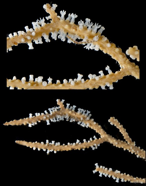 Octocorallia sp. "Sea fan 11"•&copy; Rene Ong•All Rights Reserved
