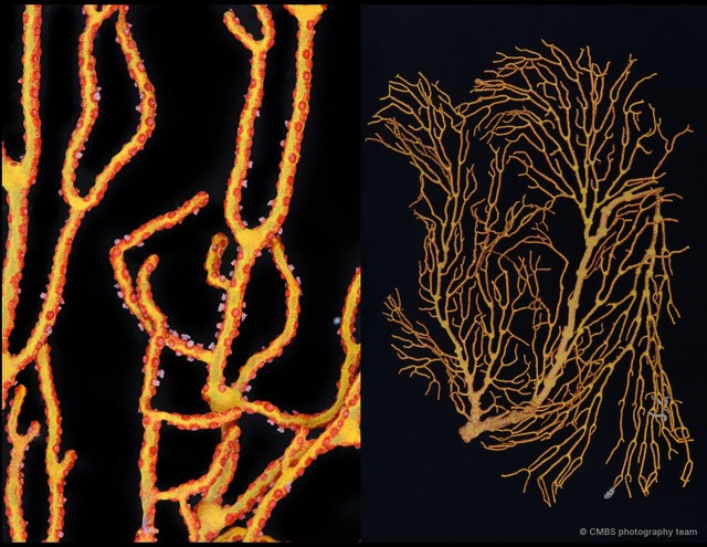 Octocorallia sp. "Sea fan 12"•&copy; CMBS photography team•All Rights Reserved