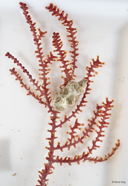 Octocorallia sp. "Sea fan 13"•&copy; Rene Ong•All Rights Reserved