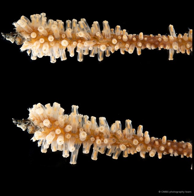 Octocorallia sp. "Sea fan 14"•&copy; CMBS photography team•All Rights Reserved