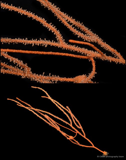 Octocorallia sp. "Sea fan 15"•&copy; CMBS photography team•All Rights Reserved
