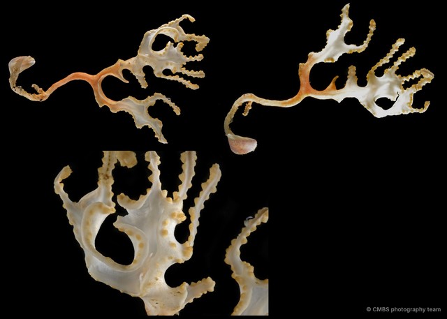 Octocorallia sp. "Sea fan 16"•&copy; CMBS photography team•All Rights Reserved
