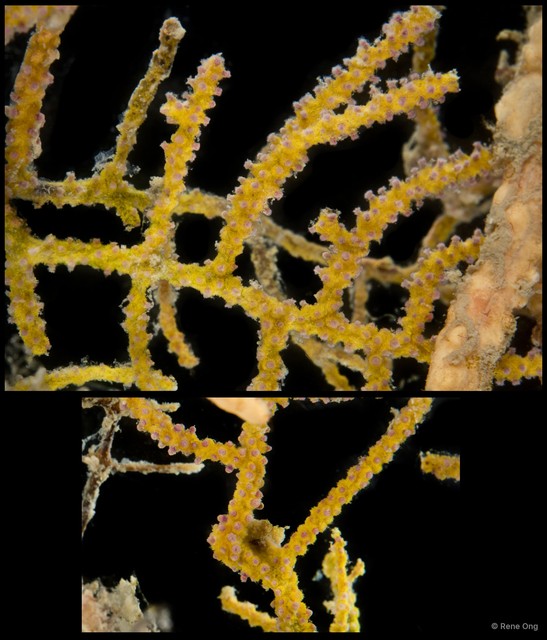 Octocorallia sp. "Sea fan 17"•&copy; Rene Ong•All Rights Reserved