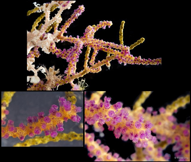 Octocorallia sp. "Sea fan 18"•&copy; Rene Ong•All Rights Reserved