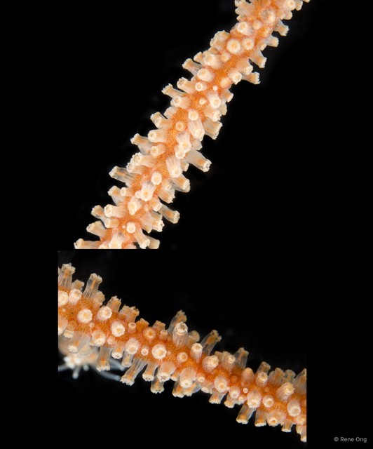 Octocorallia sp. "Sea fan 19"•&copy; Rene Ong•All Rights Reserved