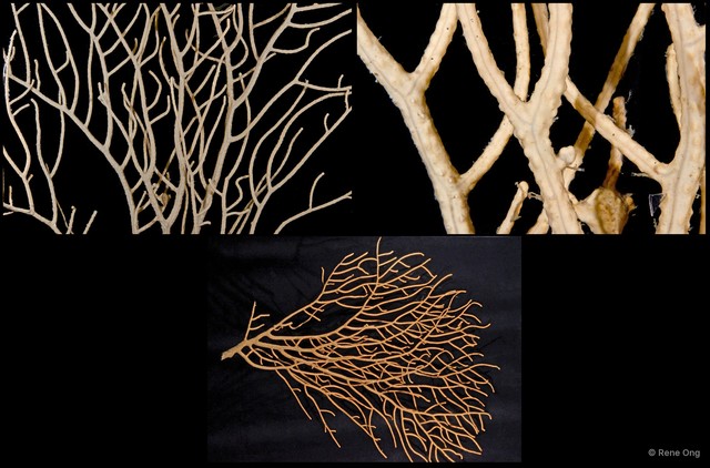 Octocorallia sp. "Sea fan 2"•&copy; Rene Ong•All Rights Reserved