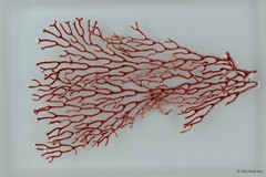 Octocorallia sp. "Sea fan 20"