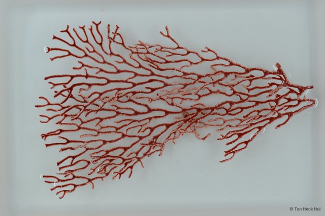 Octocorallia sp. "Sea fan 20"•&copy; Tan Heok Hui•All Rights Reserved