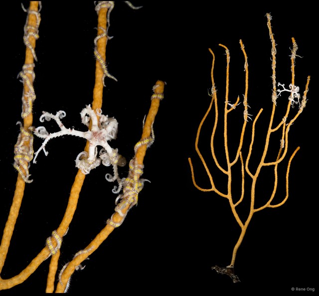 Octocorallia sp. "Sea fan 21"•&copy; Rene Ong•All Rights Reserved
