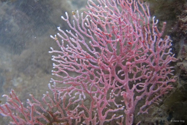 Octocorallia sp. "Sea fan 22"•&copy; Rene Ong•All Rights Reserved