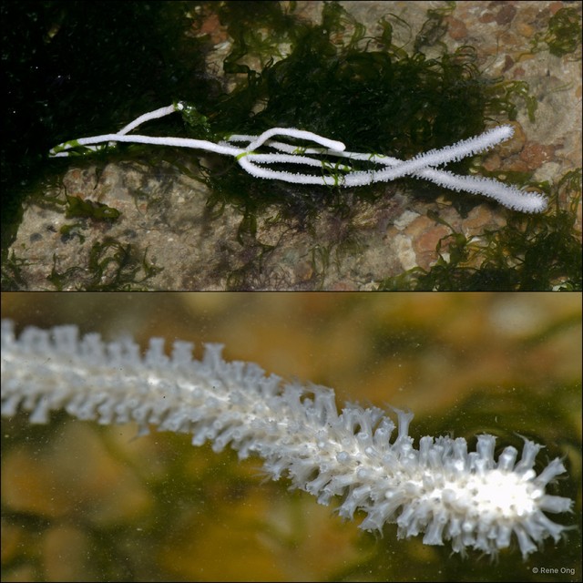 Octocorallia sp. "Sea fan 24"•&copy; Rene Ong•All Rights Reserved