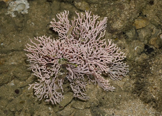 Octocorallia sp. "Sea fan 26"•&copy; Rene Ong•All Rights Reserved
