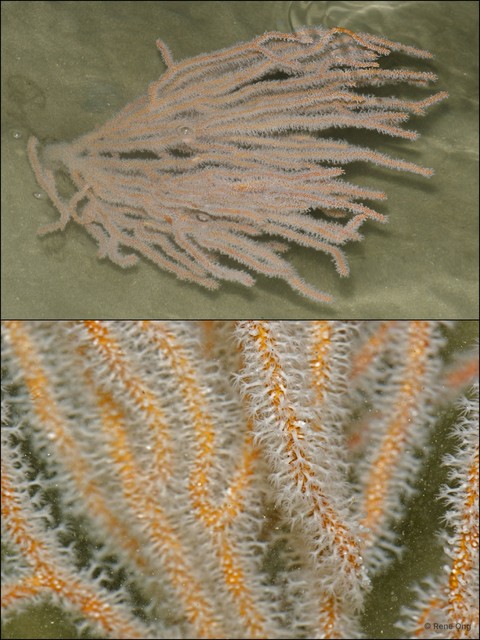 Octocorallia sp. "Sea fan 27"•&copy; Rene Ong•All Rights Reserved