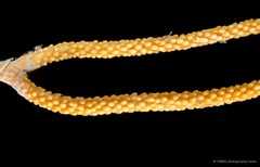 Octocorallia sp. "Sea fan 5"