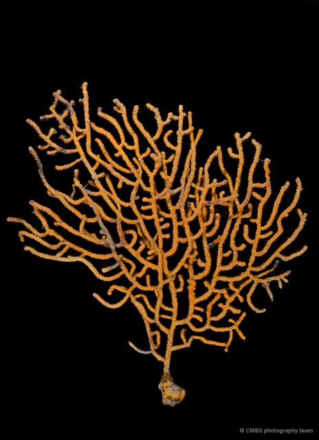 Octocorallia sp. "Sea fan 6"•&copy; CMBS photography team•All Rights Reserved
