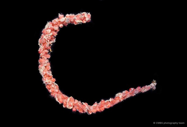 Octocorallia sp. "Sea fan 7"•&copy; CMBS photography team•All Rights Reserved