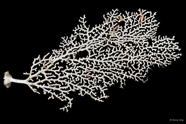 Octocorallia sp. "Sea fan 8"•&copy; Rene Ong•All Rights Reserved