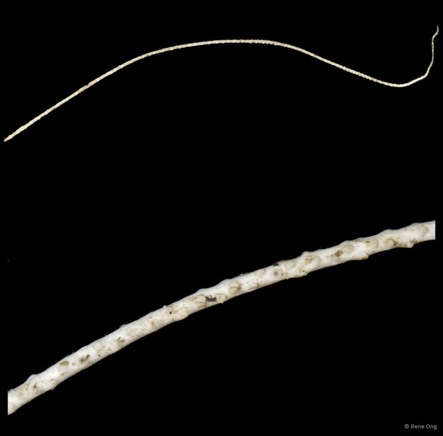 Octocorallia sp. "Sea whip"•&copy; Rene Ong•All Rights Reserved